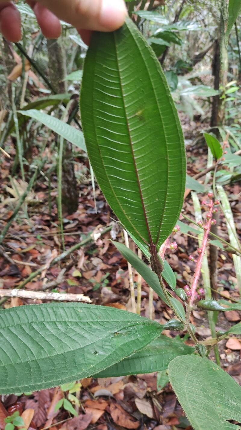 Miconia nervosa — search result for 'Melastomataceae'