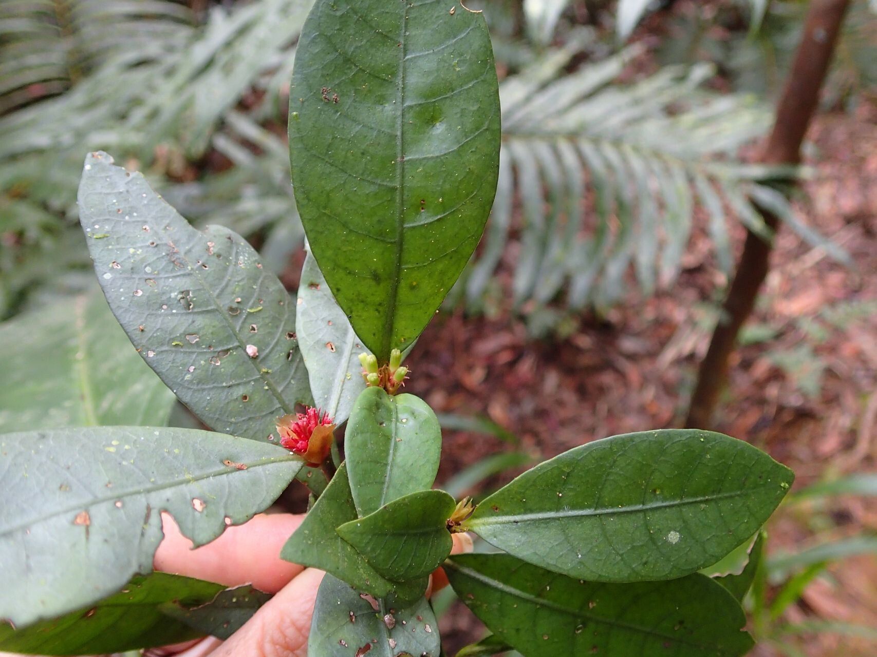 Psychotria microglossa — houseplant care guide