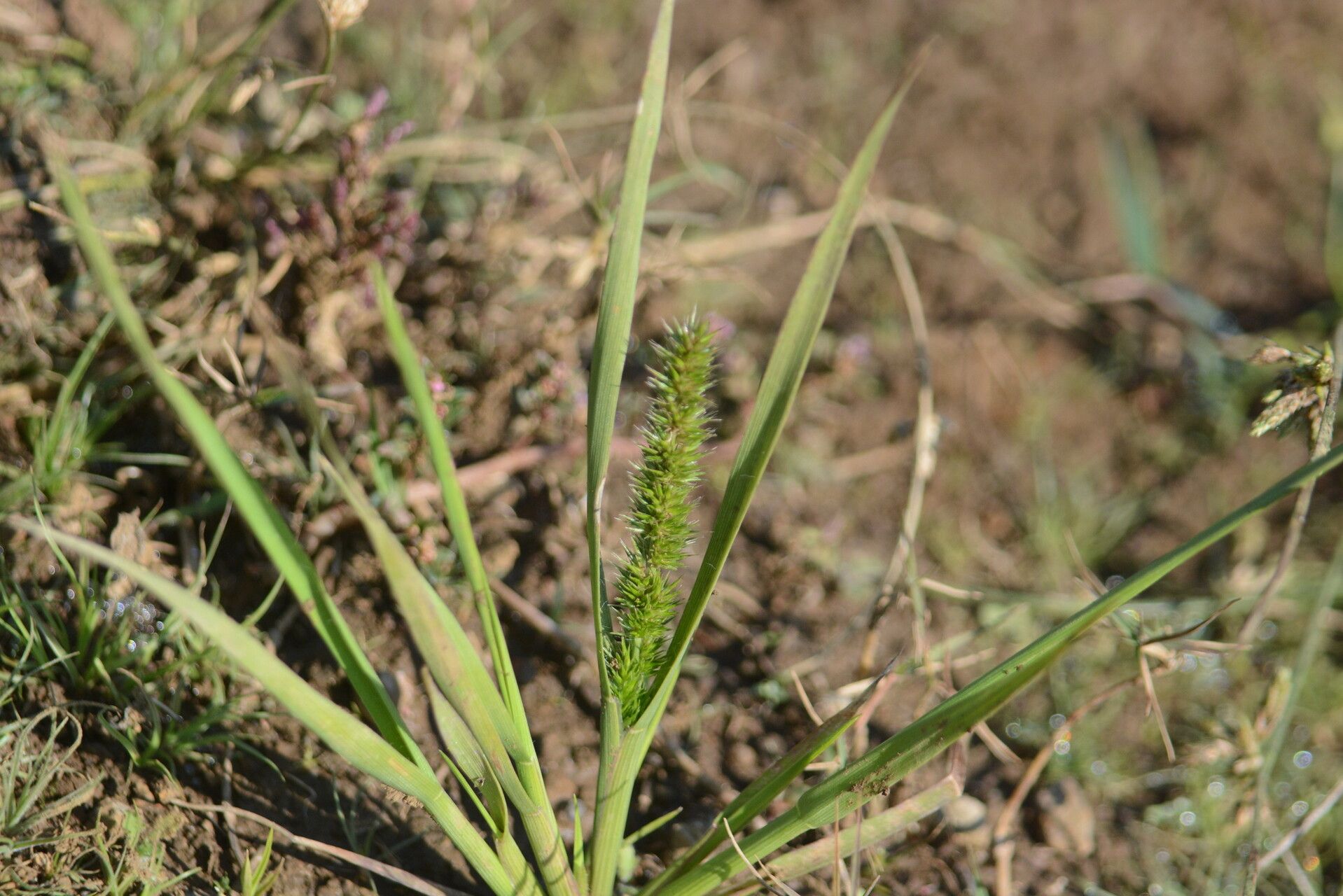 Elytrophorus spicatus — houseplant care guide