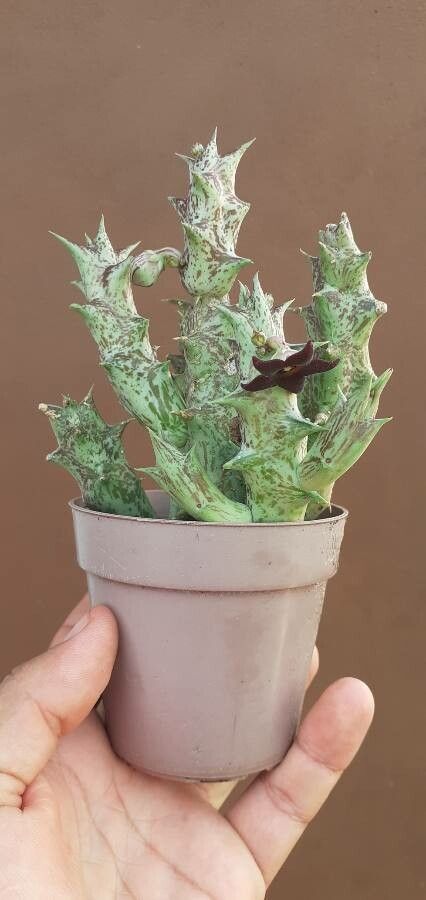 Pachycymbium decaisneanum bark