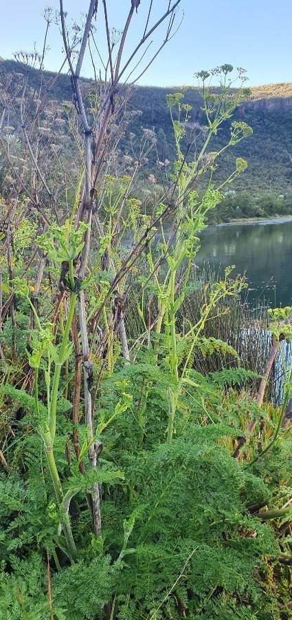 Oenanthe palustris habit