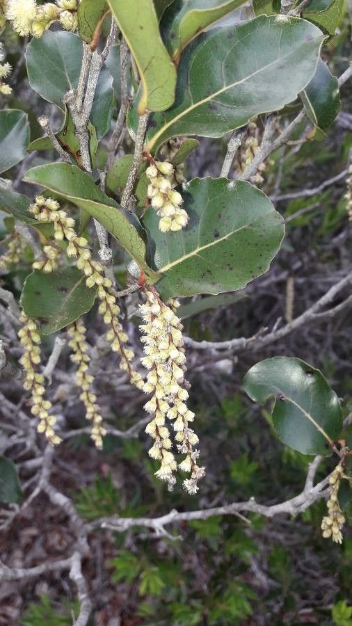 Homalium polystachyum — search result for 'Salicaceae'