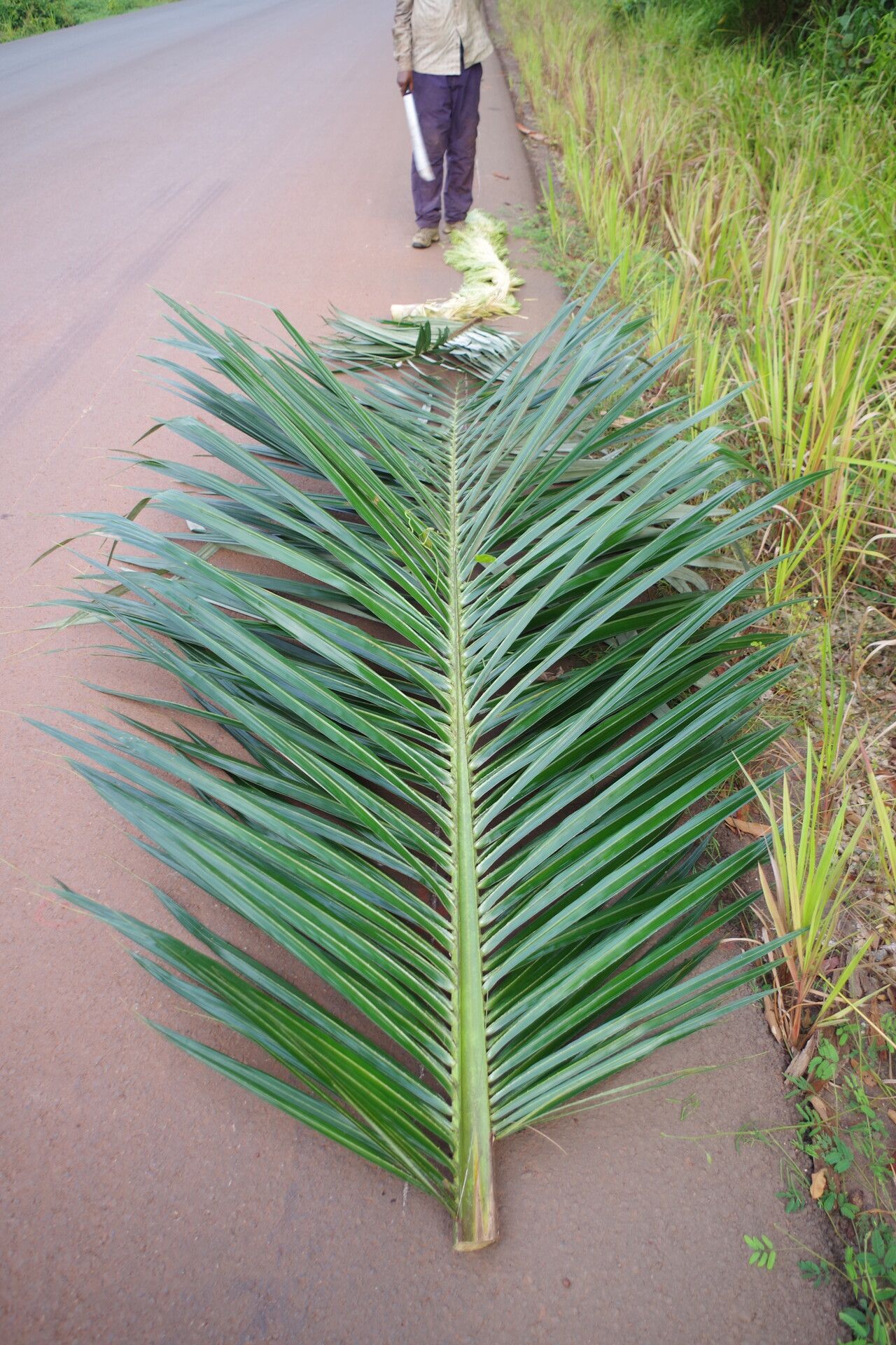 Raphia textilis — search result for 'Raphia'