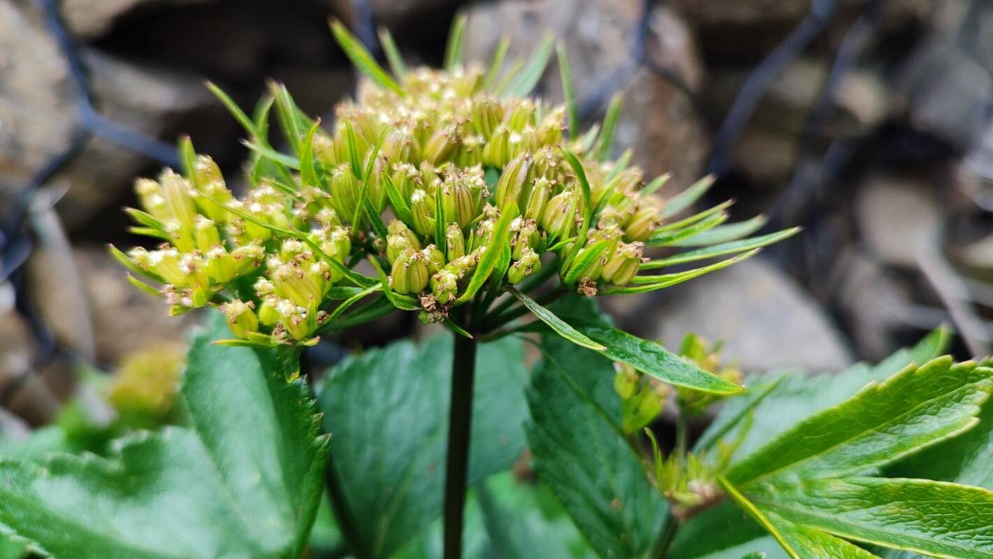 Ligusticum scothicum flower