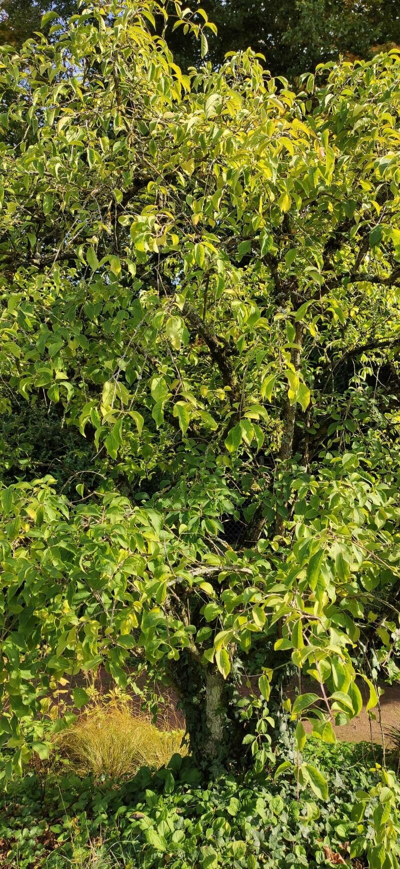 Euonymus phellomanus habit