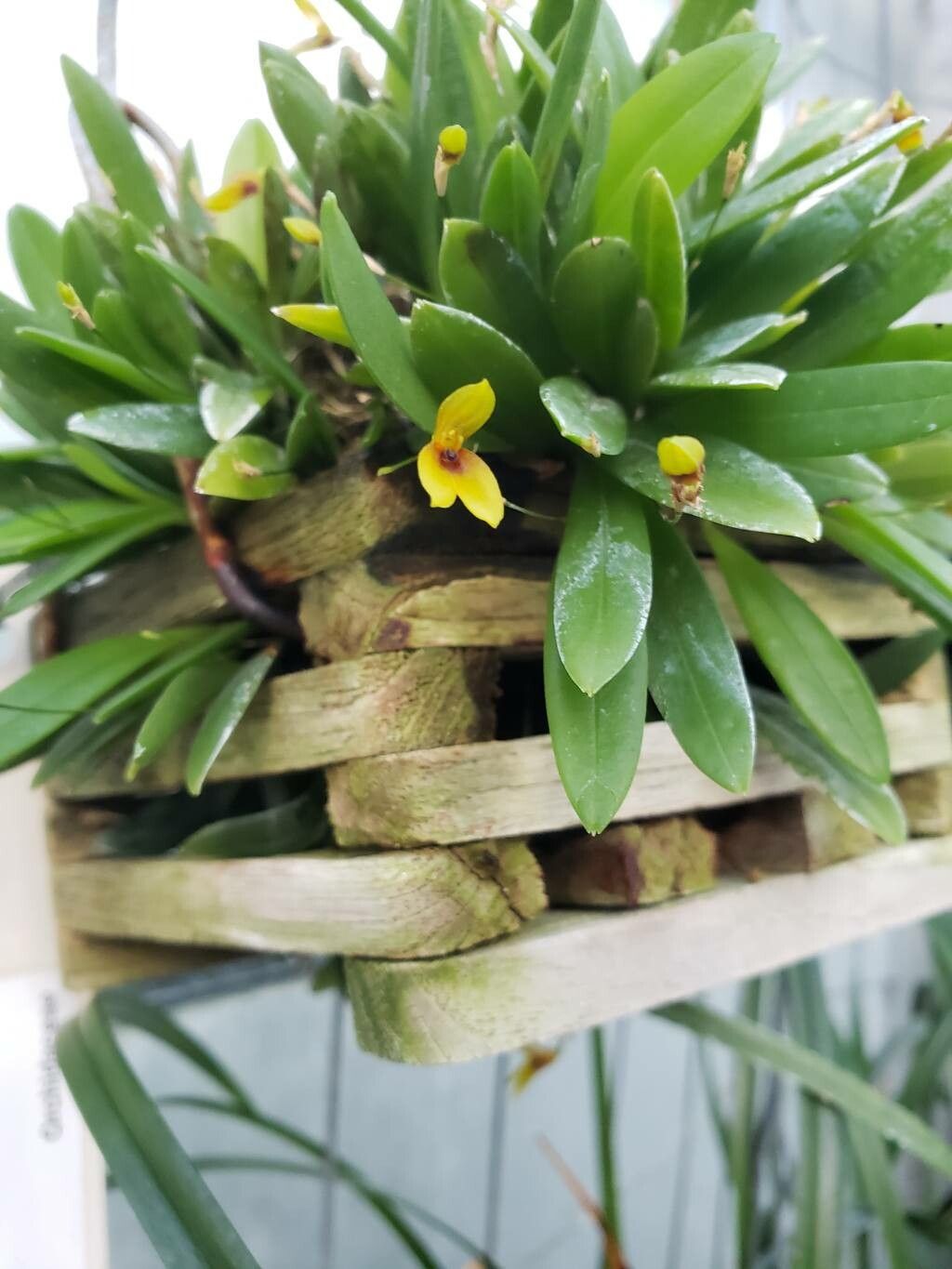 Specklinia brighamii flower