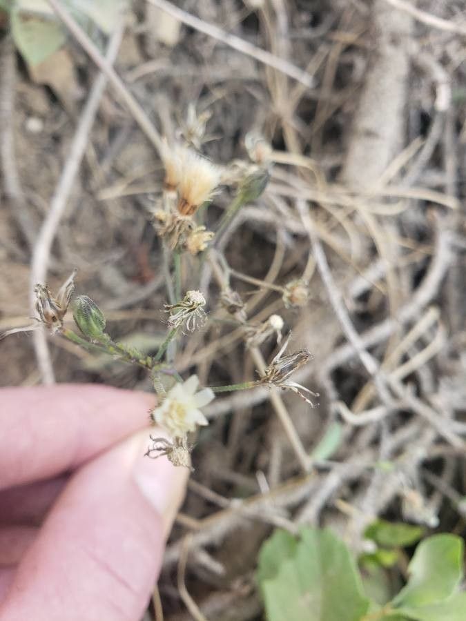 Hieracium albiflorum flower