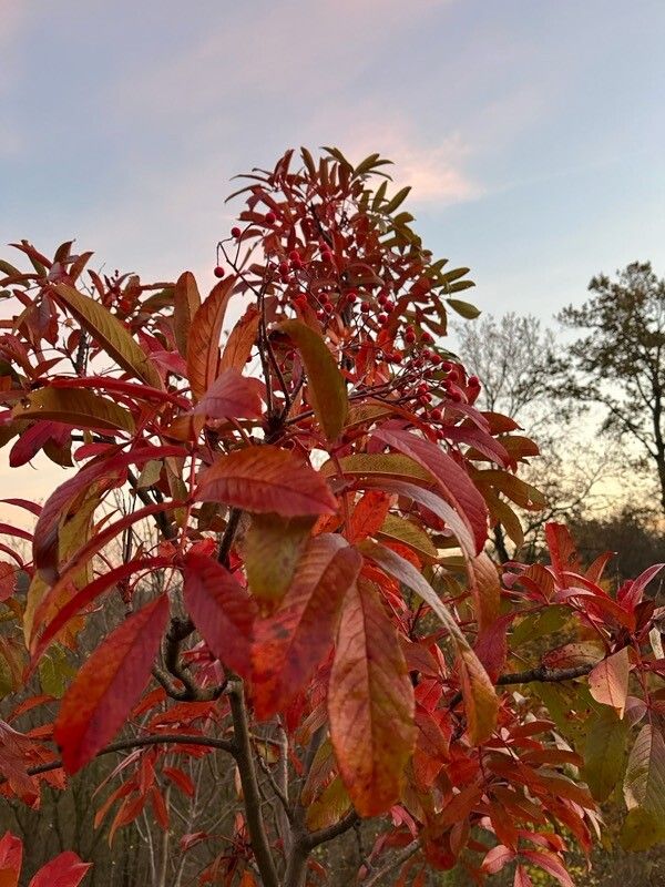 Sorbus splendens — houseplant care guide