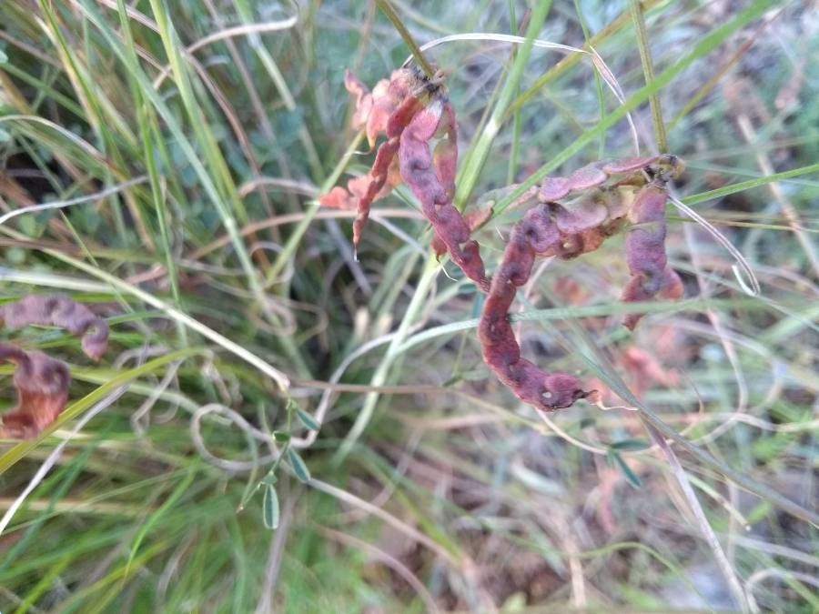 Hippocrepis unisiliquosa fruit