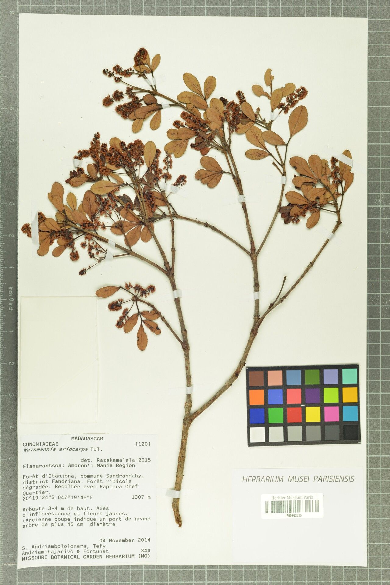 Pterophylla eriocarpa — houseplant care guide