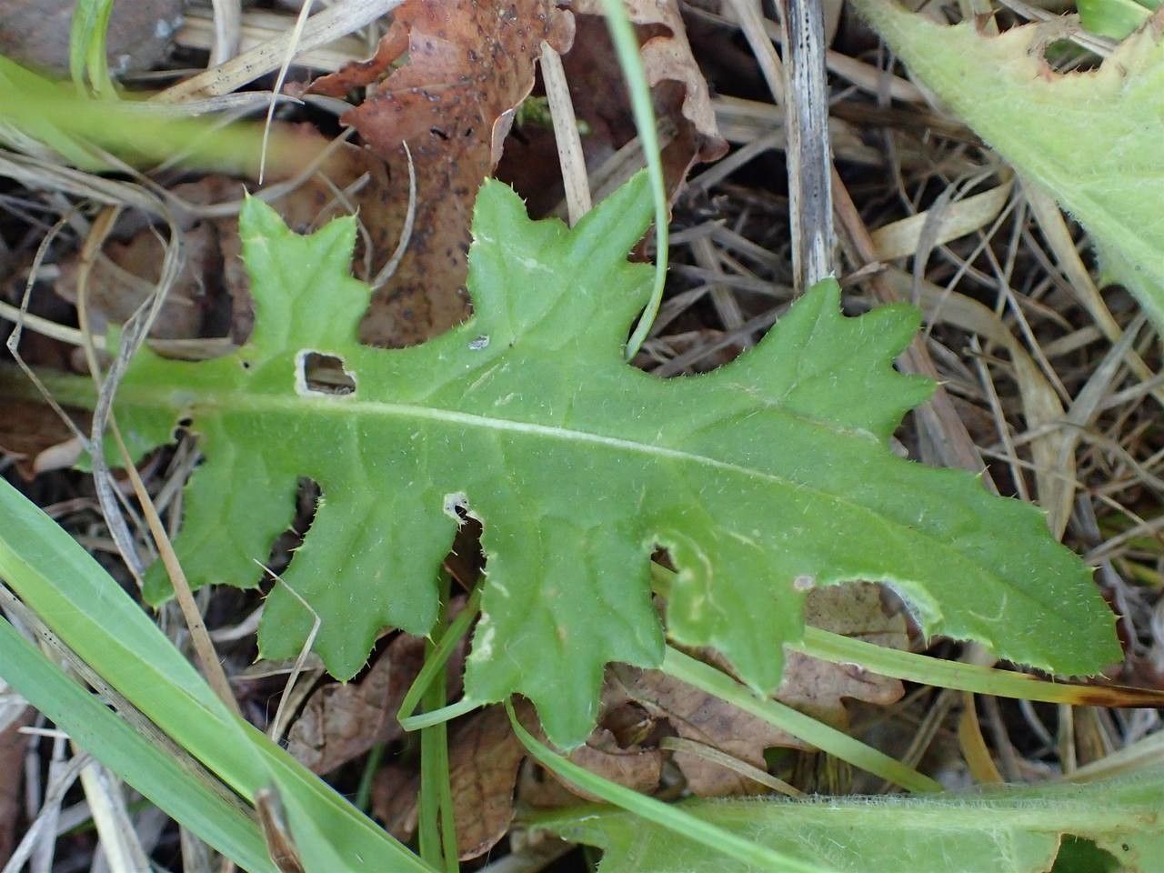Cirsium tuberosum