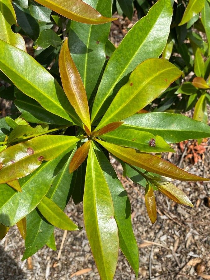 Elaeocarpus spathulatus — houseplant care guide