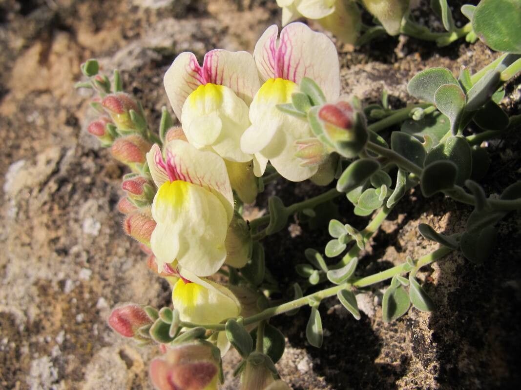 Antirrhinum microphyllum flower