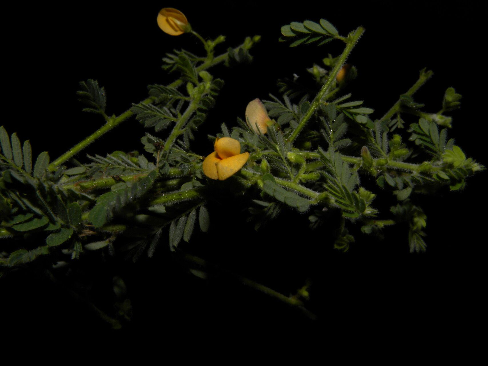 Aeschynomene histrix habit