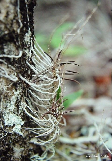 Sarcochilus rarus bark