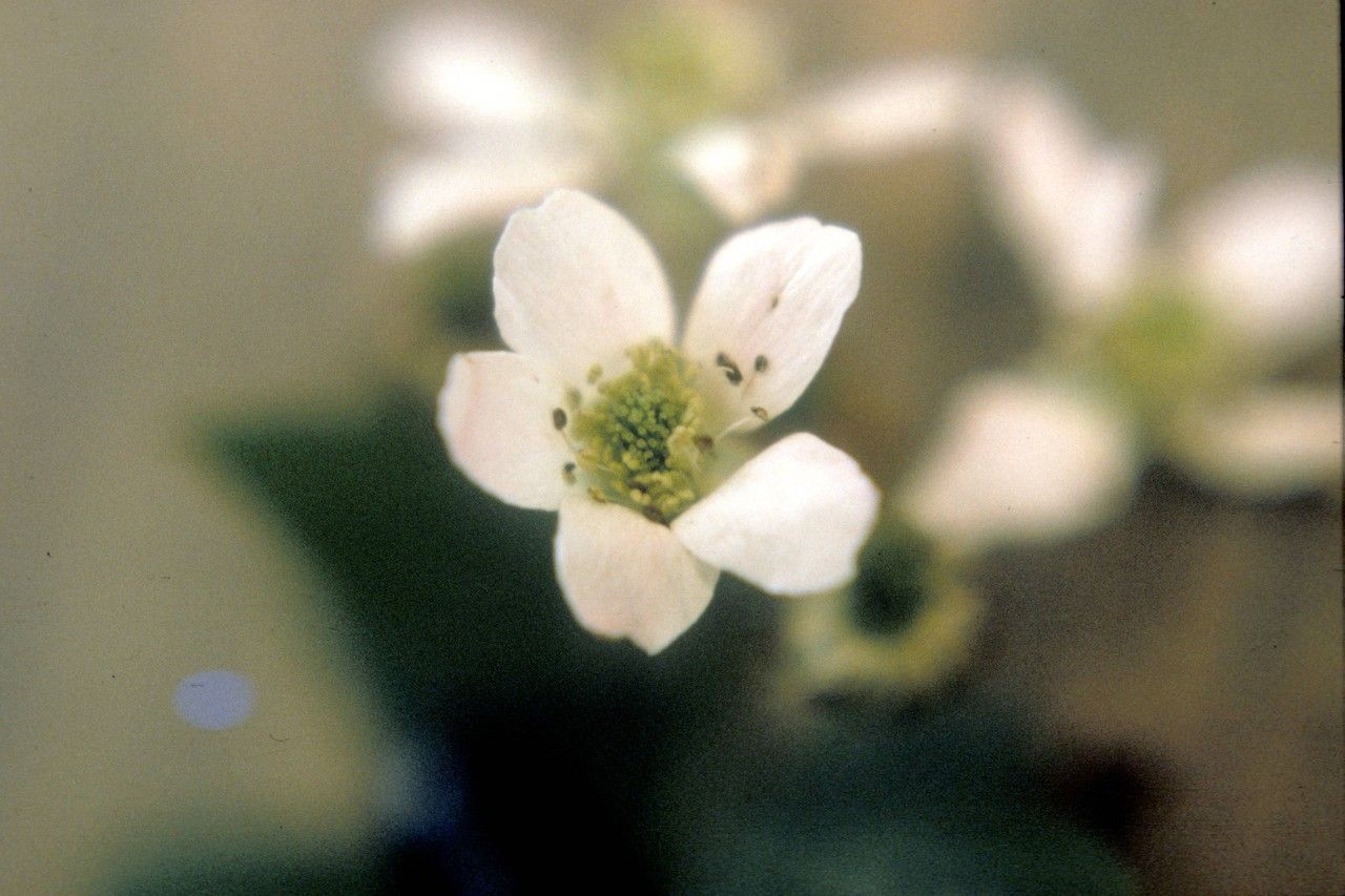 Rubus laudatus — houseplant care guide