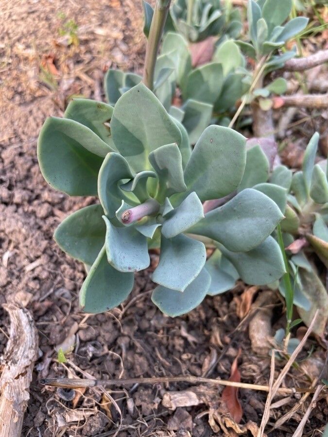 Calandrinia spectabilis leaf