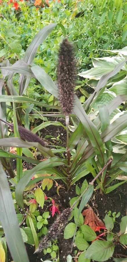 Cenchrus spicatus fruit