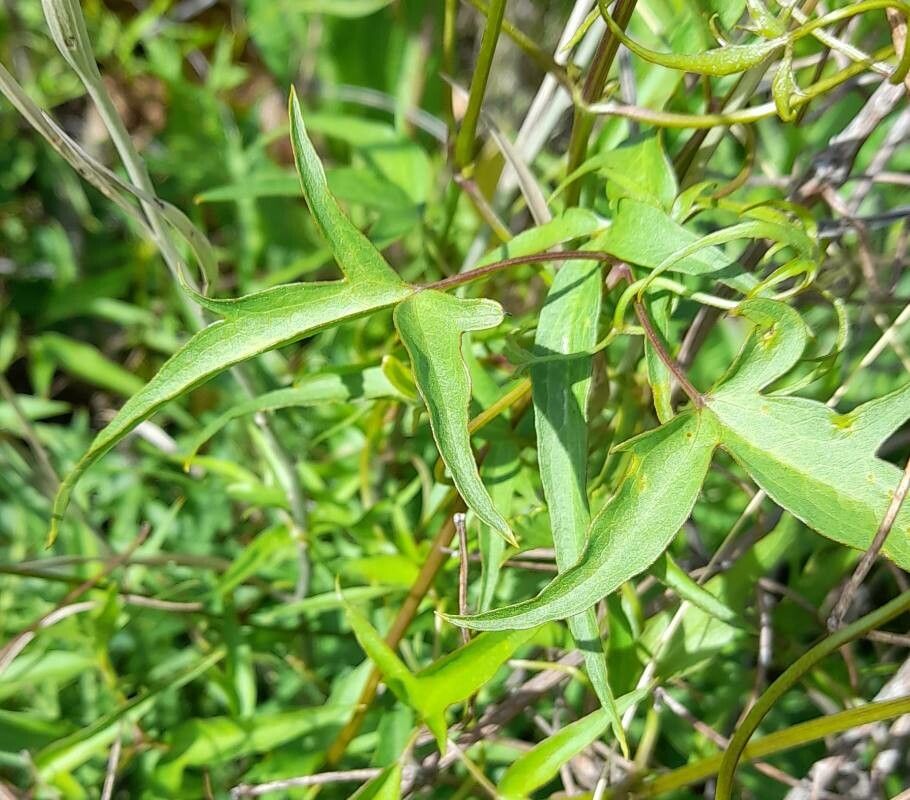 Clematis campestris — search result for 'Clematis'