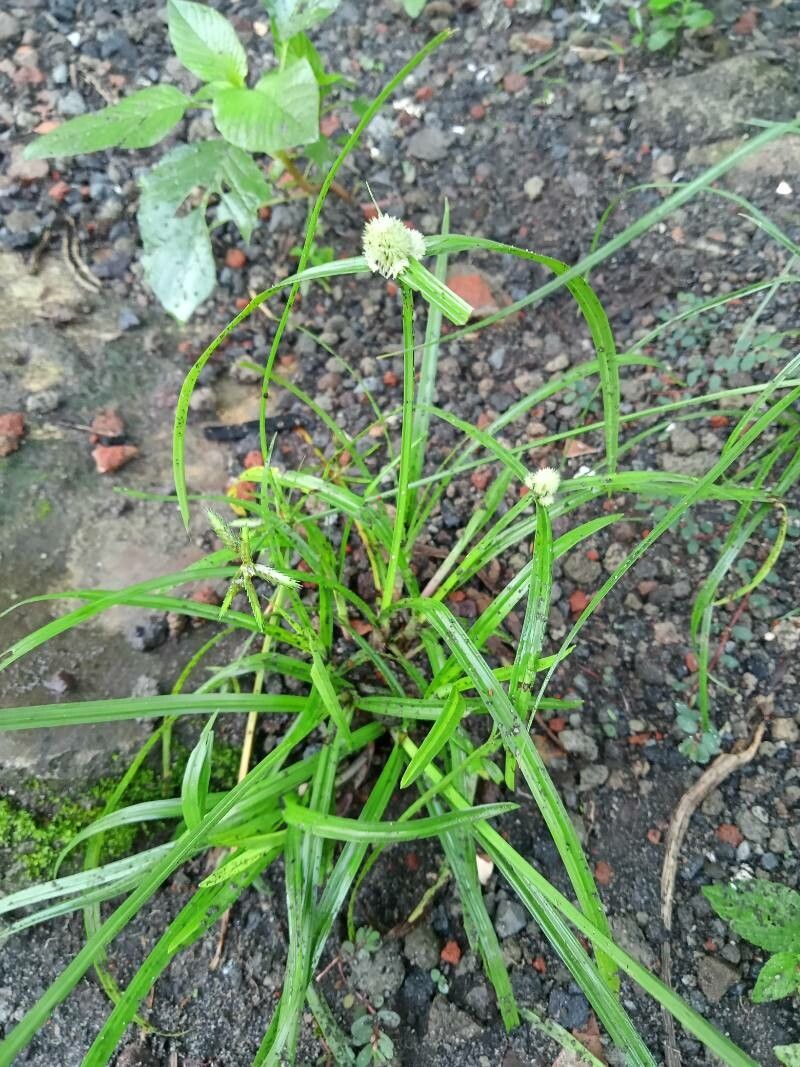 Cyperus richardii leaf