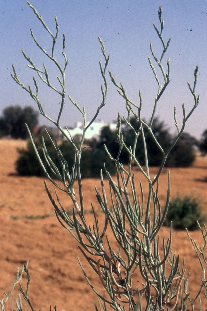 Limoniastrum guyonianum habit