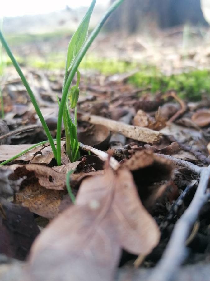 Gagea spathacea — search result for 'Gagea'