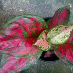Aglaonema costatum