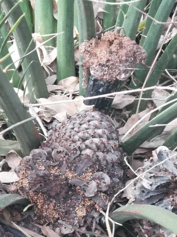 Macrozamia moorei fruit