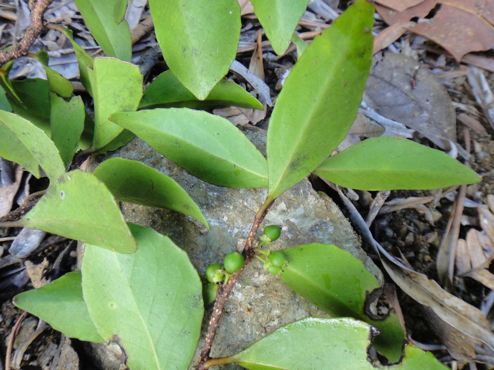 Lasiochlamys koghiensis fruit