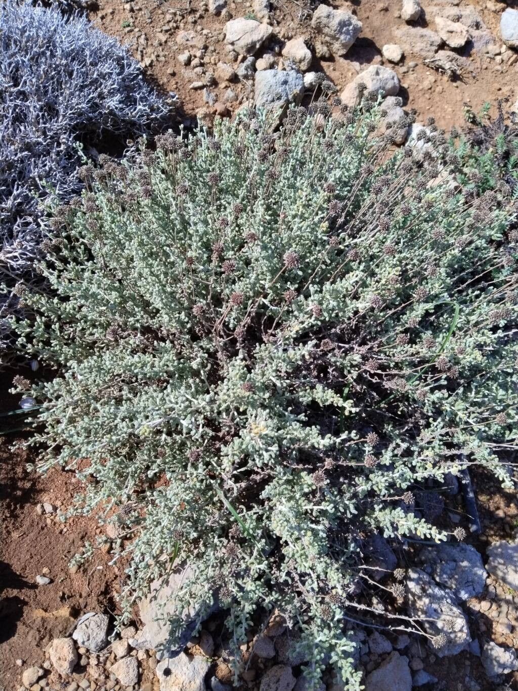 Santolina magonica leaf