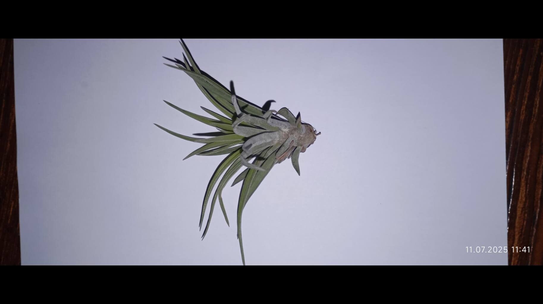 Tillandsia velutina — houseplant care guide