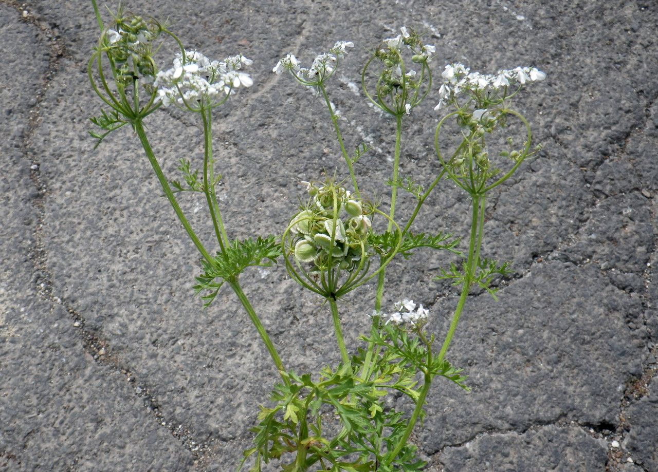 Tordylium aegyptiacum flower