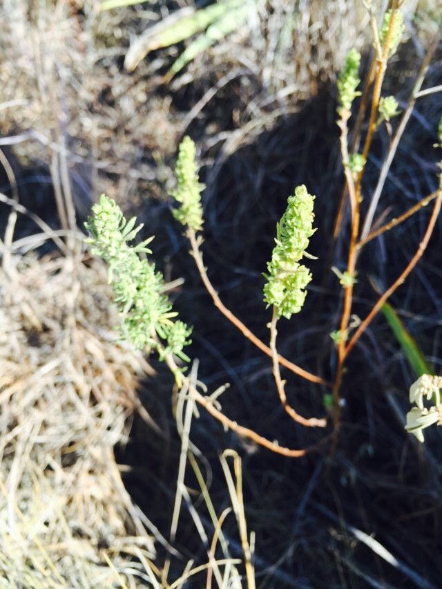 Iva asperifolia habit
