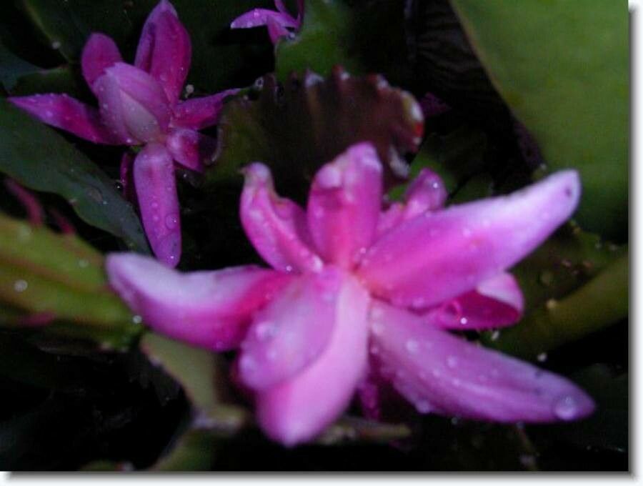 Disocactus phyllanthoides flower