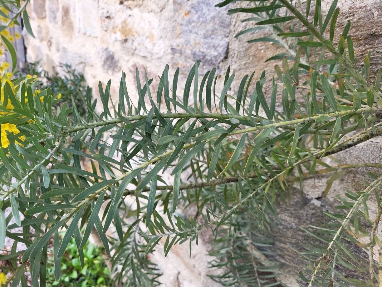 Acacia covenyi — houseplant care guide
