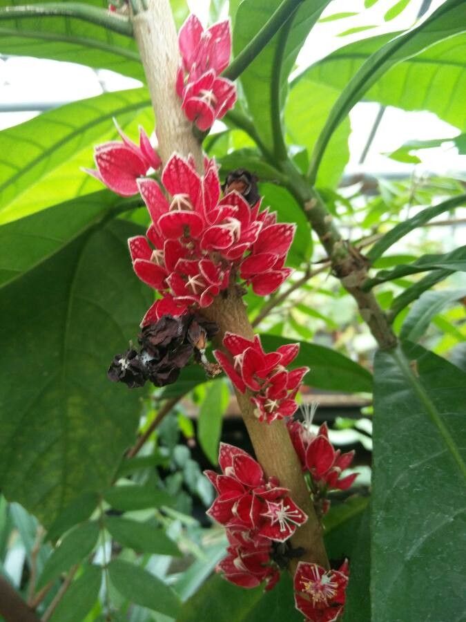 Pavonia strictiflora flower