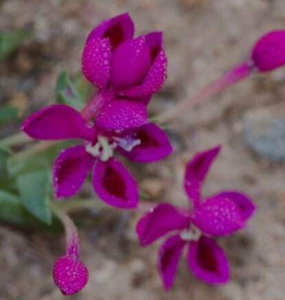 Lapeirousia silenoides flower