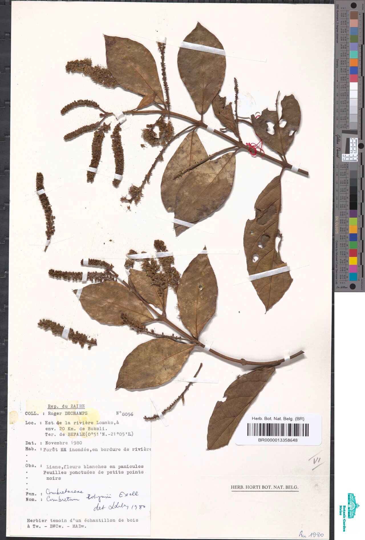 Combretum robynsii — houseplant care guide