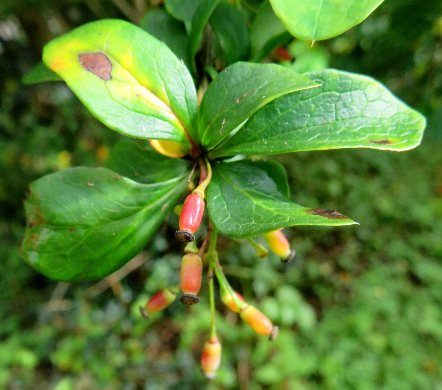 Berberis francisci-ferdinandi fruit