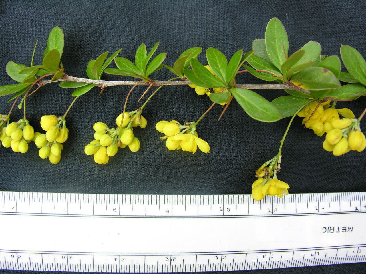 Berberis karnaliensis other