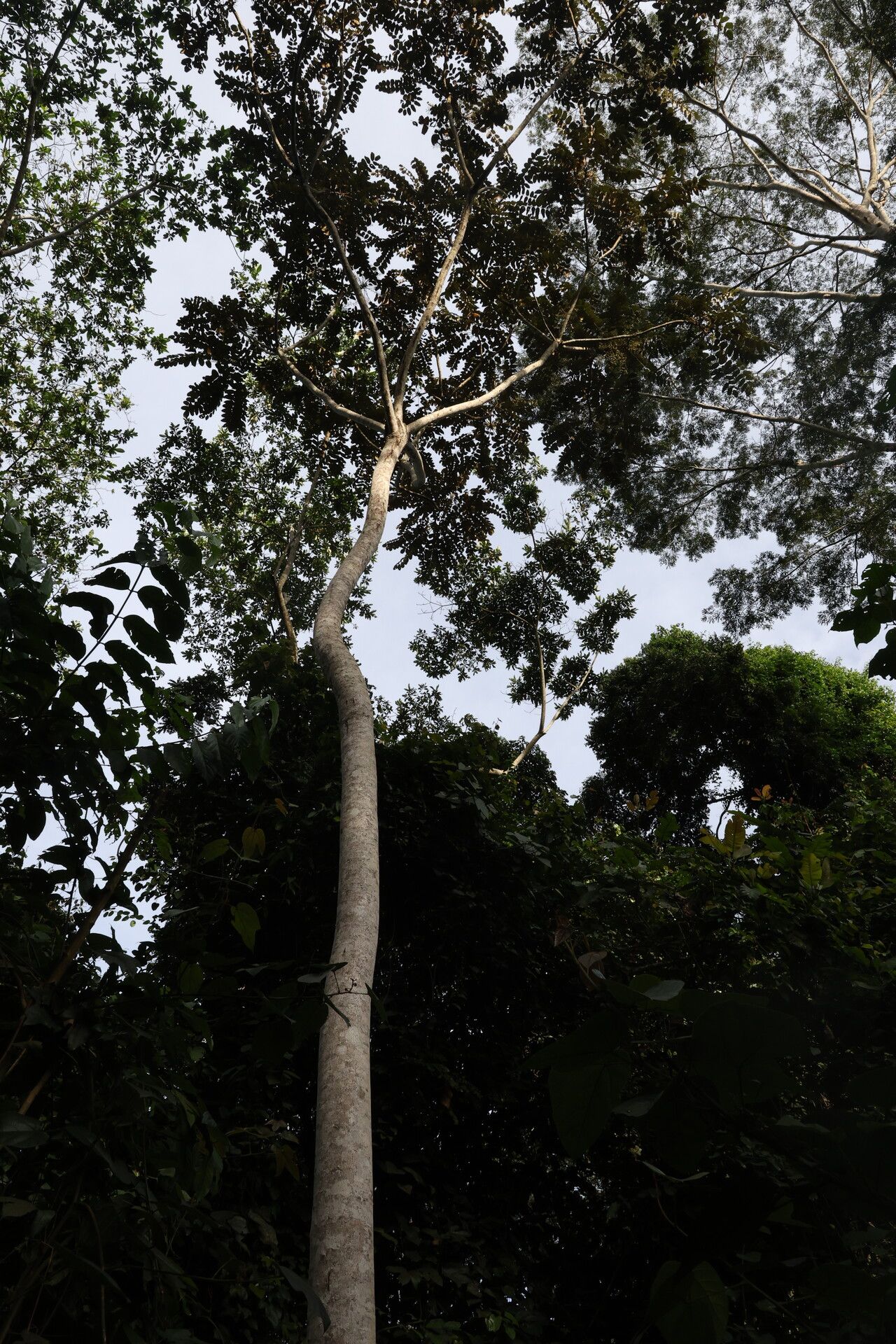 Polyscias fulva habit