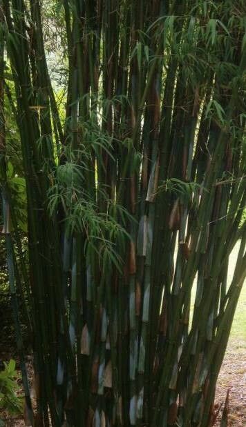 Borinda lushuiensis habit