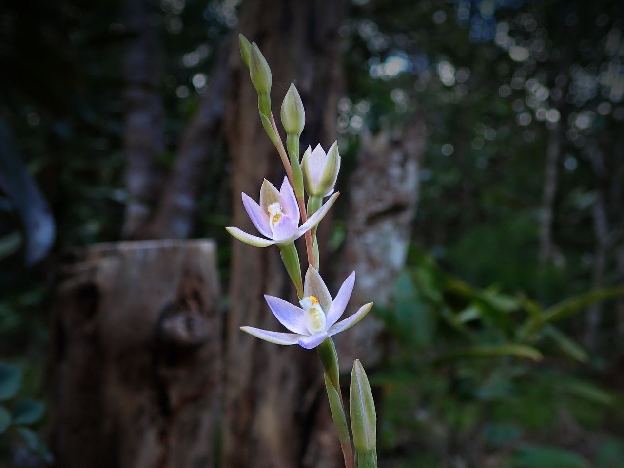Thelymitra longifolia habit