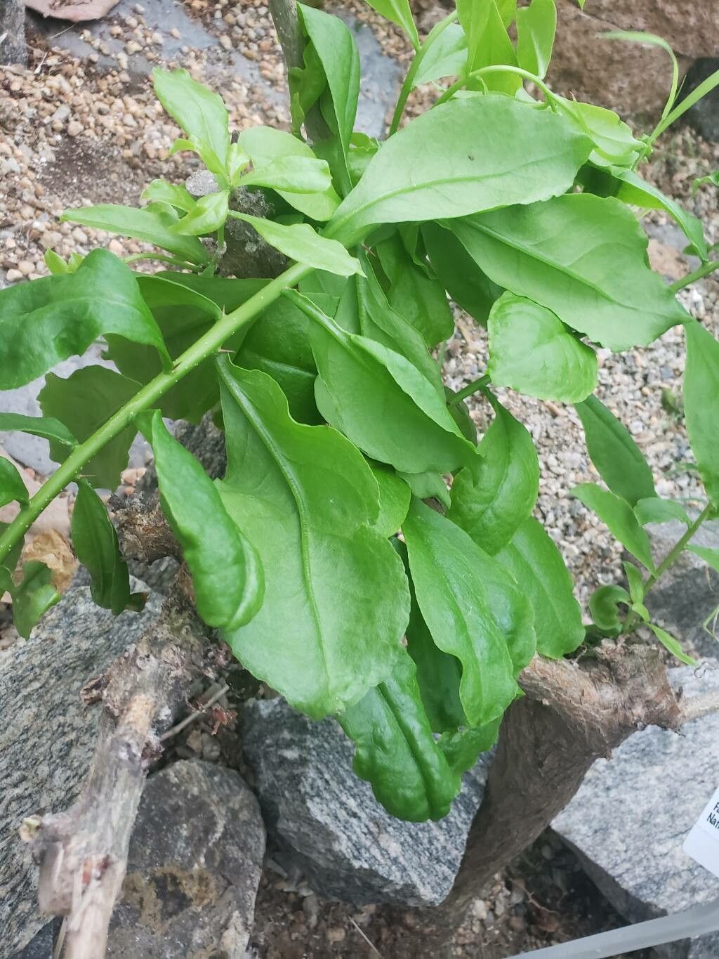 Leuenbergeria guamacho — related species from the same genus