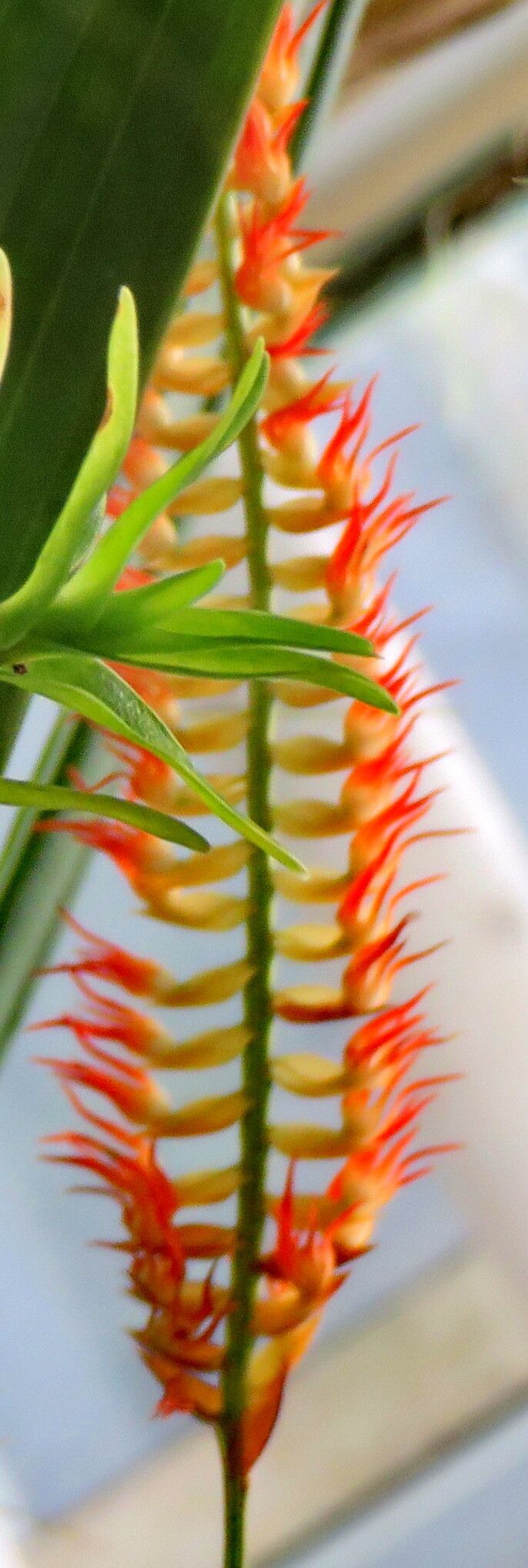 Coelogyne kopfii flower