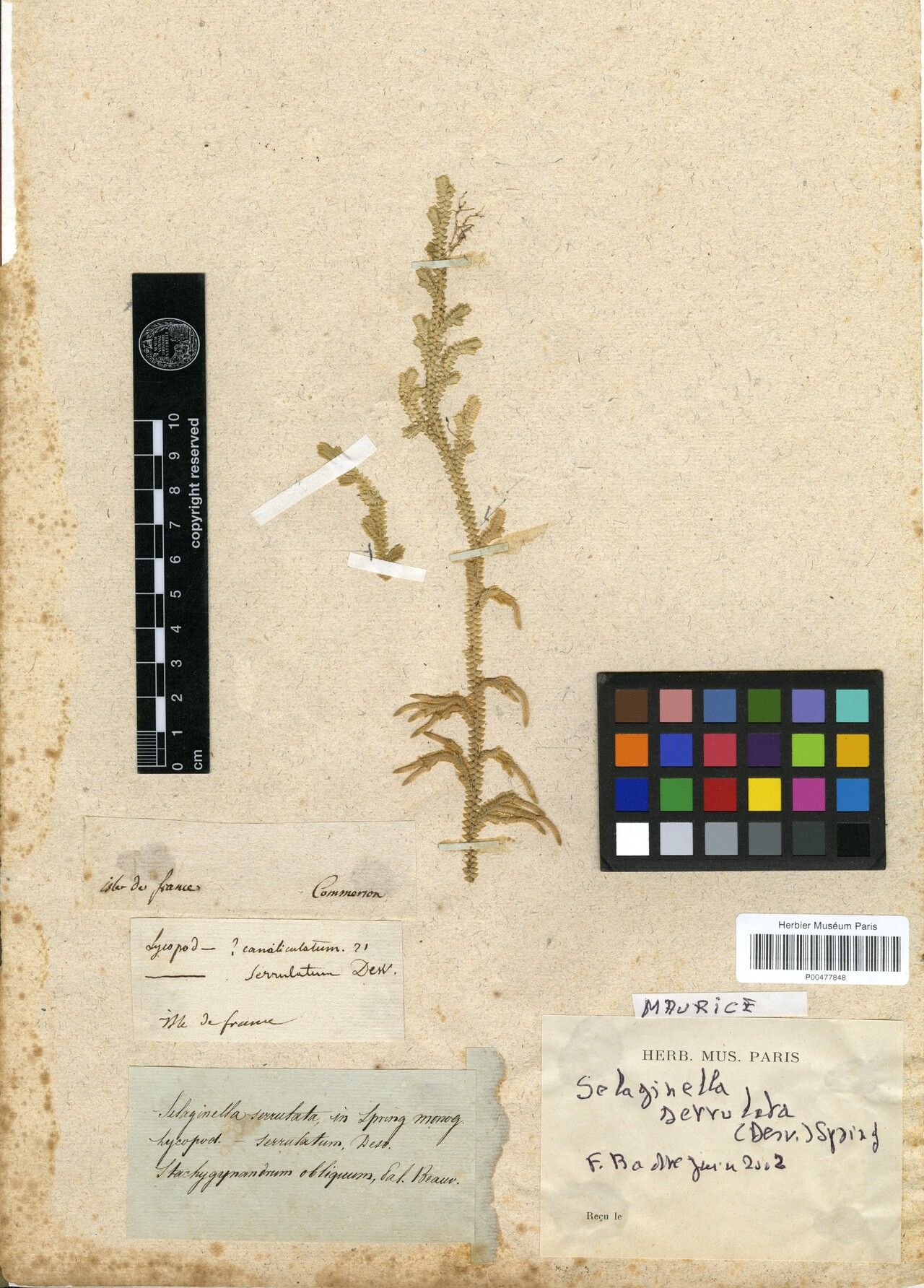 Selaginella serrulata — houseplant care guide