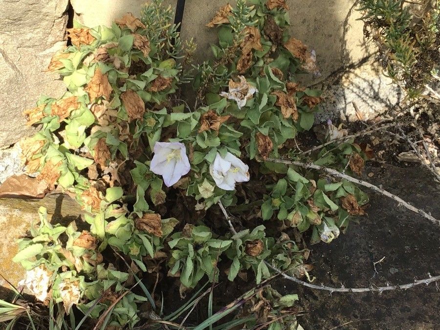 Campanula incurva — clay tolerant houseplant
