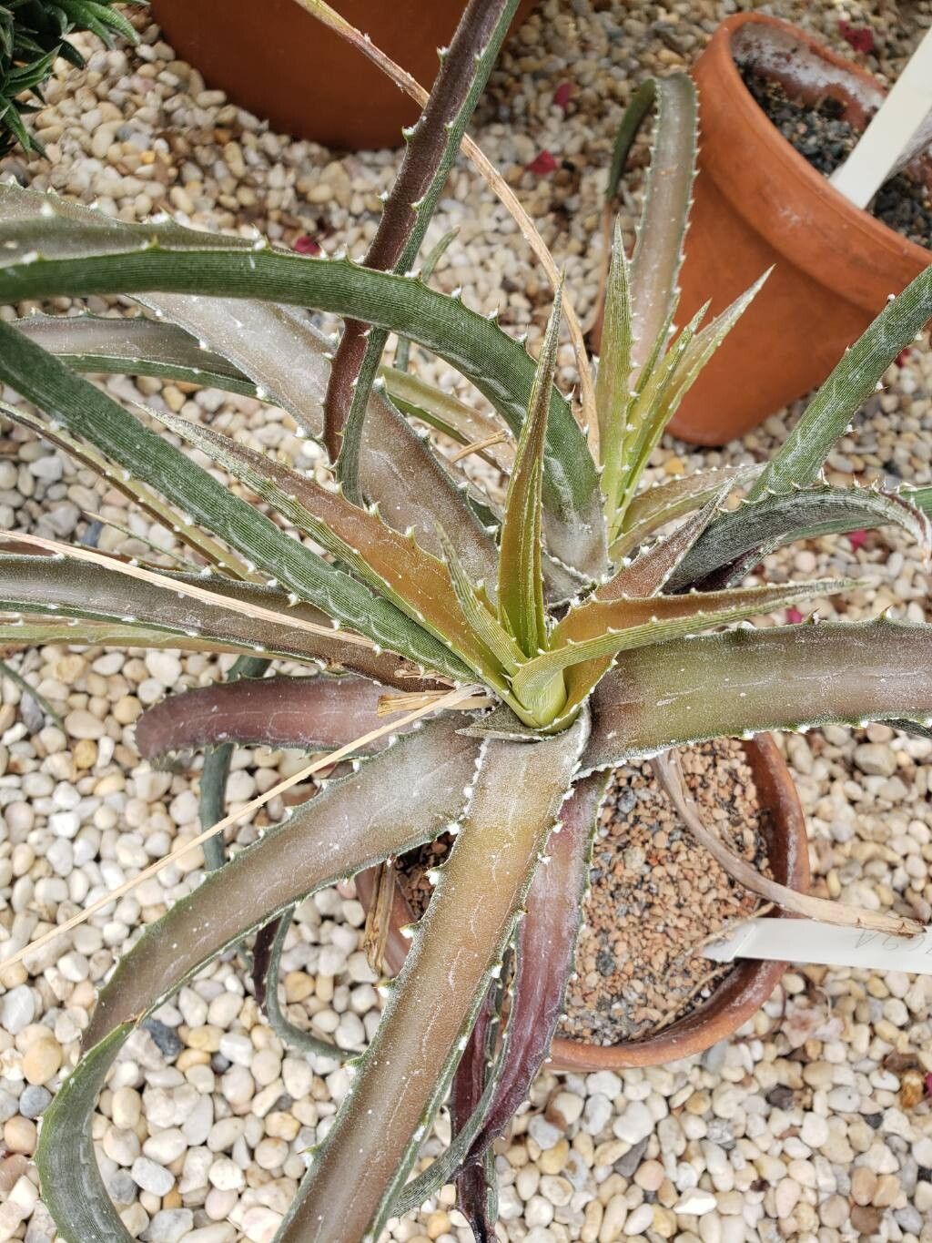 Hechtia rosea — houseplant care guide