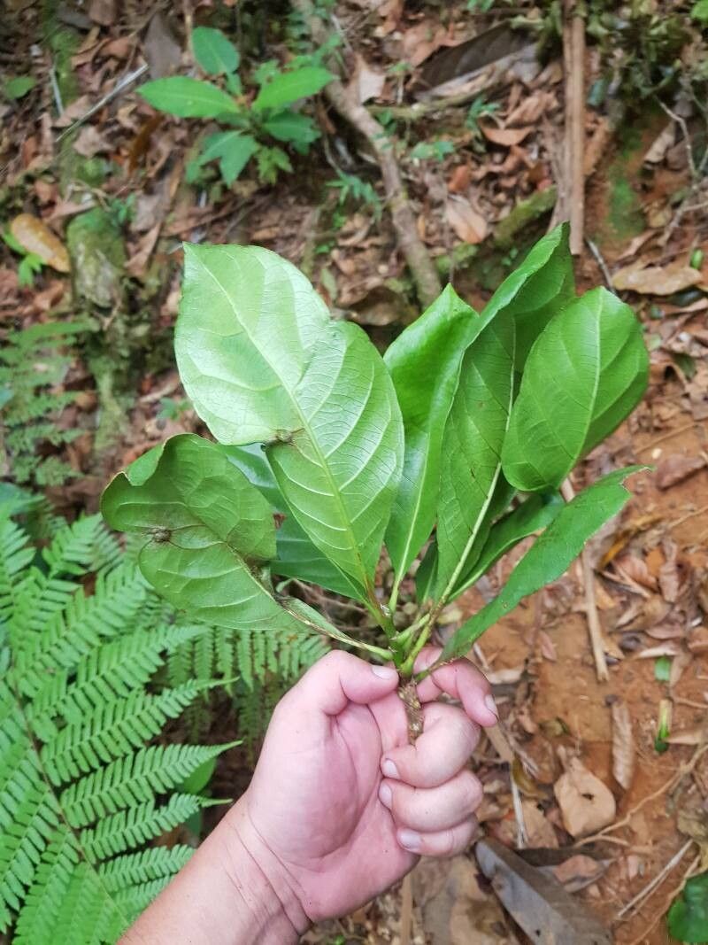 Richeria dressleri — related species from the same genus