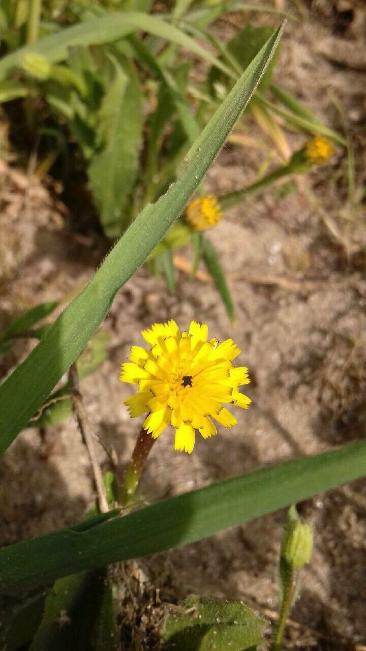 Hedypnois rhagadioloides flower